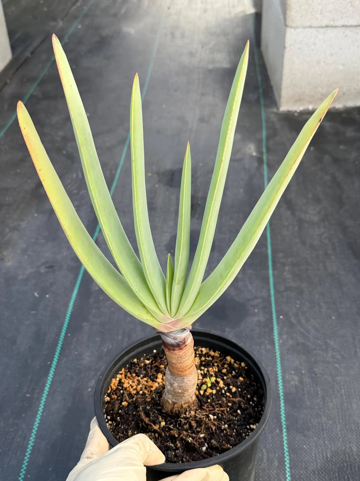 Tree Fan Aloe (Aloe Plicatilis) | Large Rare Succulent Plant