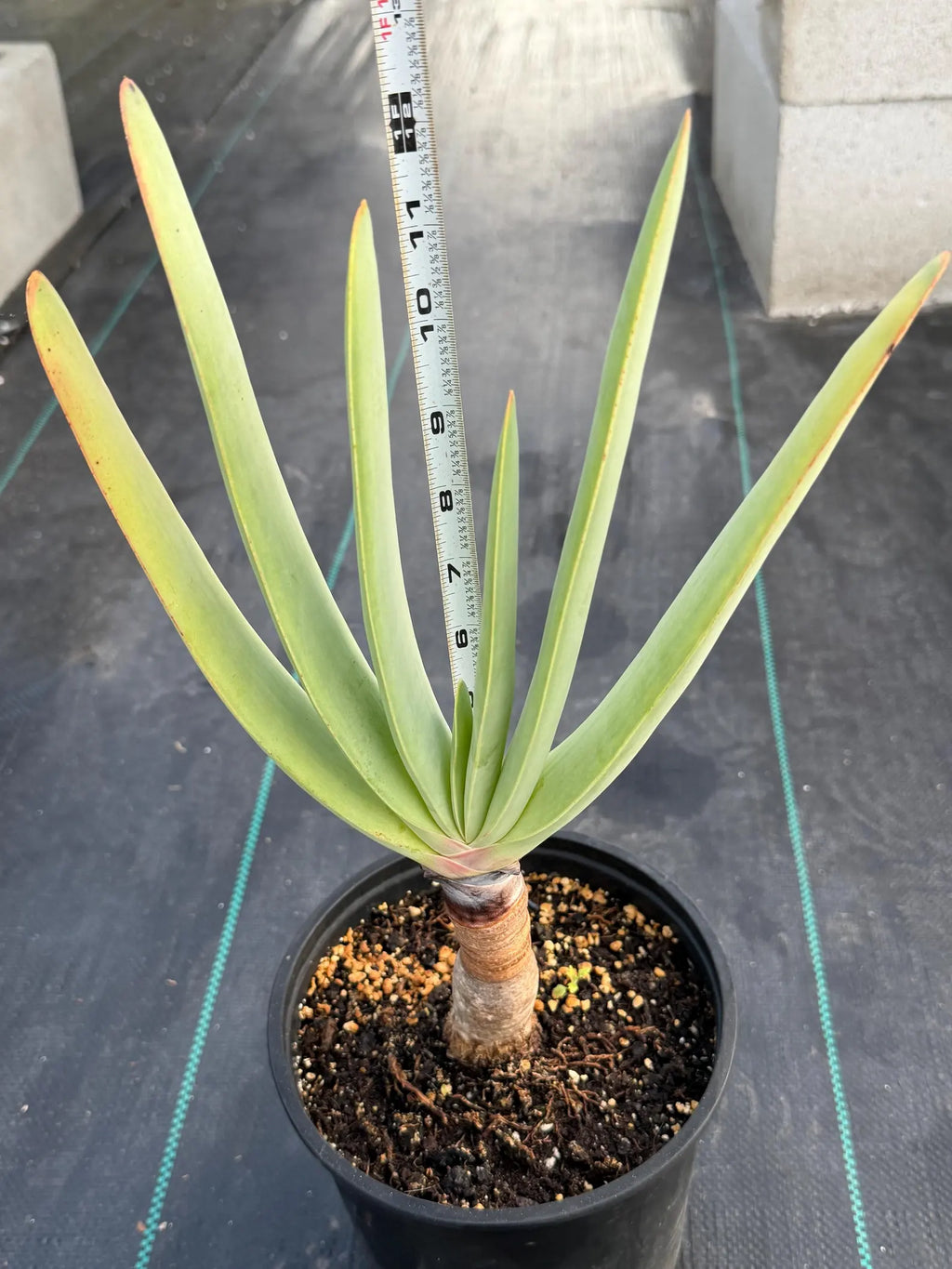 Tree Fan Aloe (Aloe Plicatilis) | Large Rare Succulent Plant