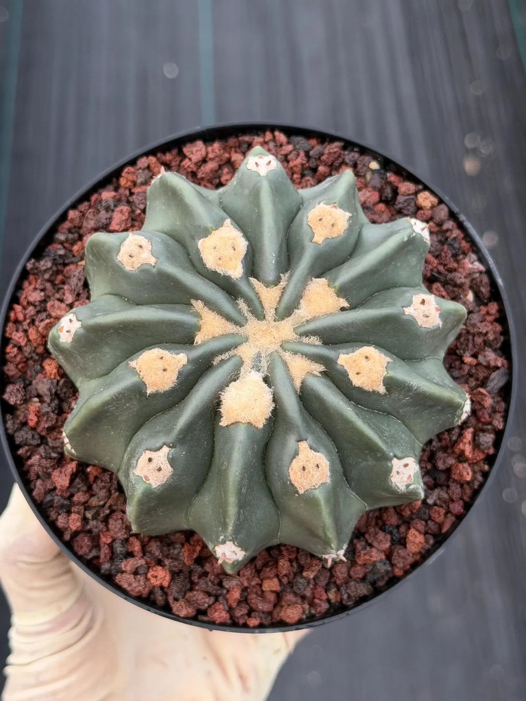 Seed Grown Hamaloxhephara Texensis Ayanami Inermis Rare Cactus #719