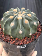 Seed Grown Hamaloxhephara Texensis Ayanami Inermis Rare Cactus #719