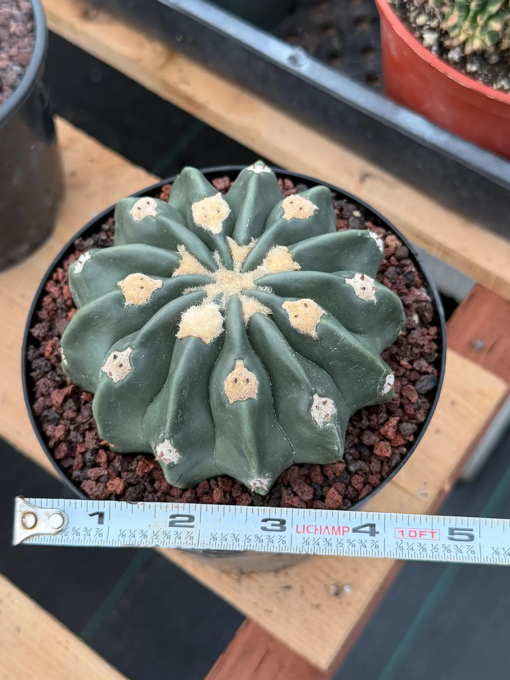Seed Grown Hamaloxhephara Texensis Ayanami Inermis Rare Cactus #719