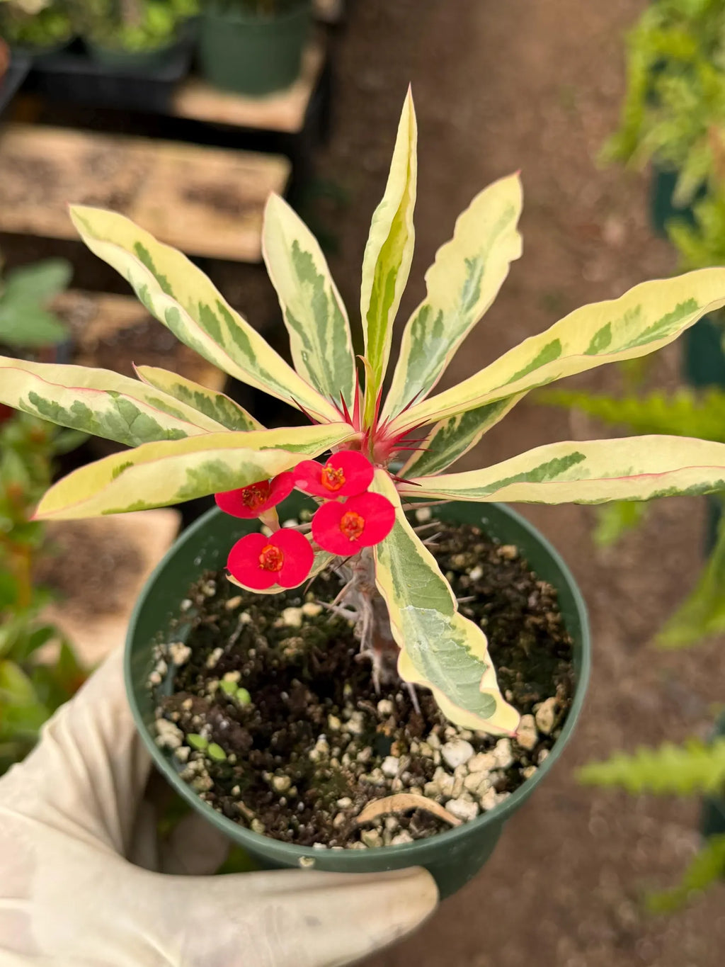 Variegated Crown of Thorns | Rare Euphorbia Succulent Plant