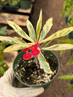 Variegated Crown of Thorns | Rare Euphorbia Succulent Plant