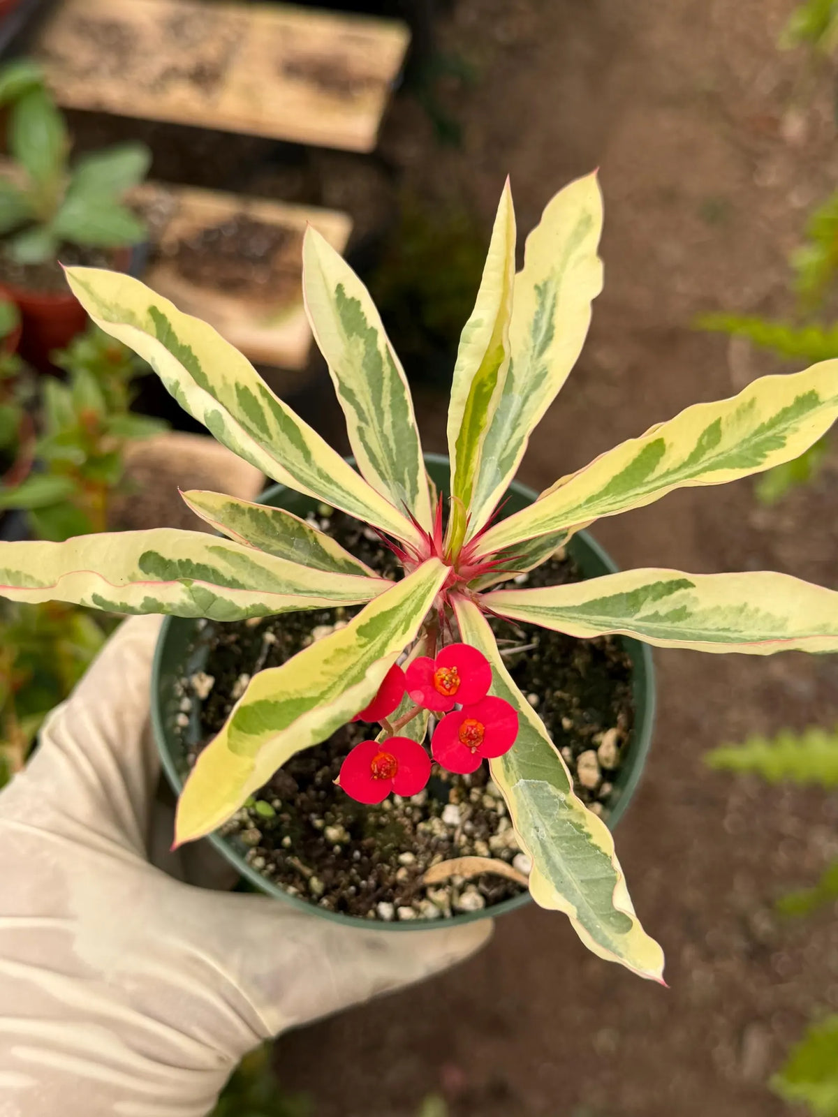 Variegated Crown of Thorns | Rare Euphorbia Succulent Plant