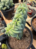 Crested Blue Myrtle Cactus with Arm | Rare Live Cactus #603
