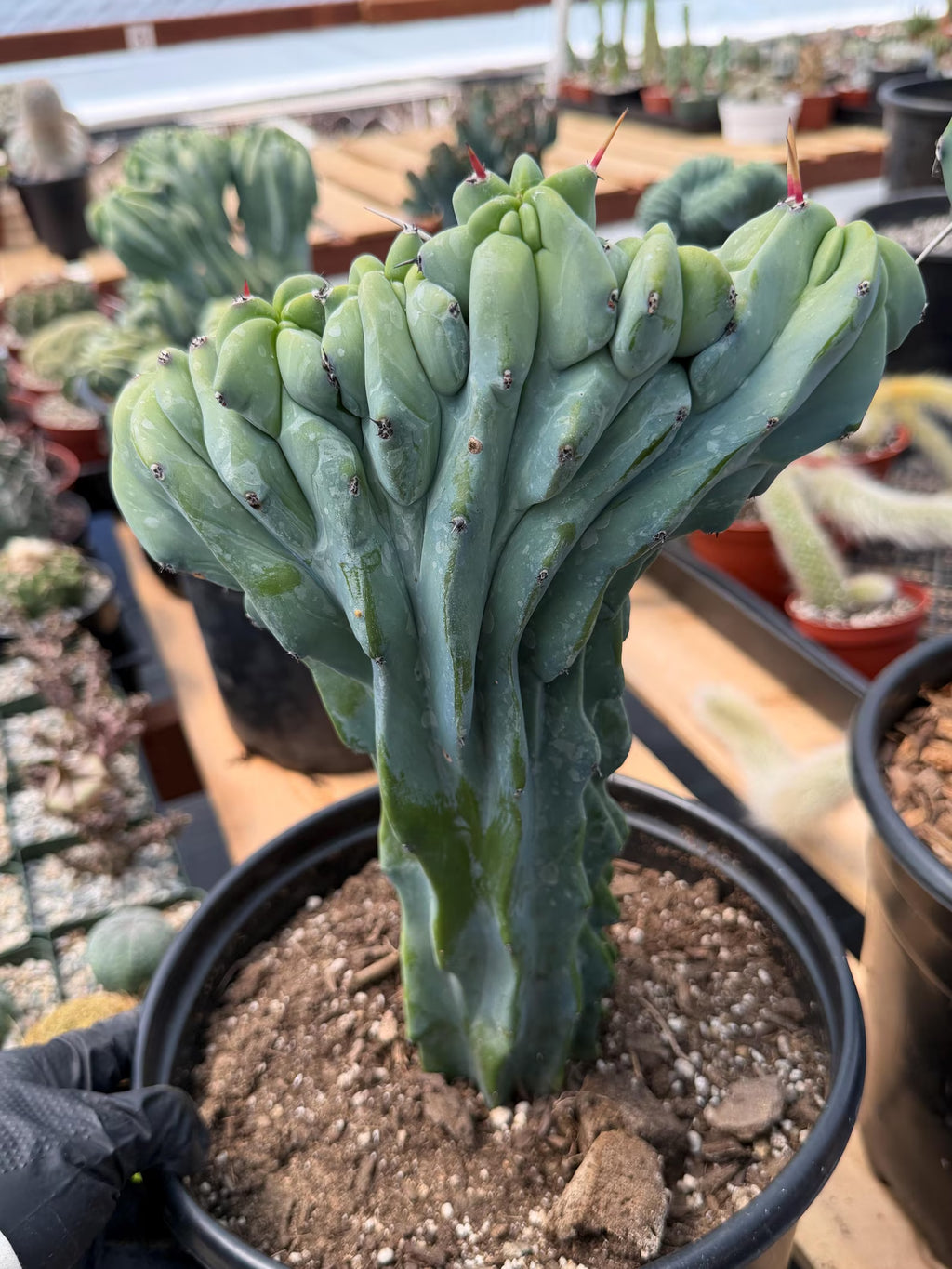 Crested Blue Myrtle Cactus with Arm | Rare Live Cactus #603
