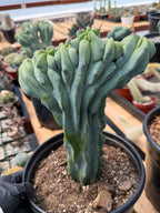 Crested Blue Myrtle Cactus with Arm | Rare Live Cactus #603