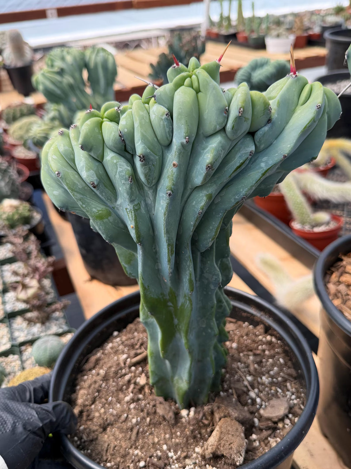Crested Blue Myrtle Cactus with Arm | Rare Live Cactus #603