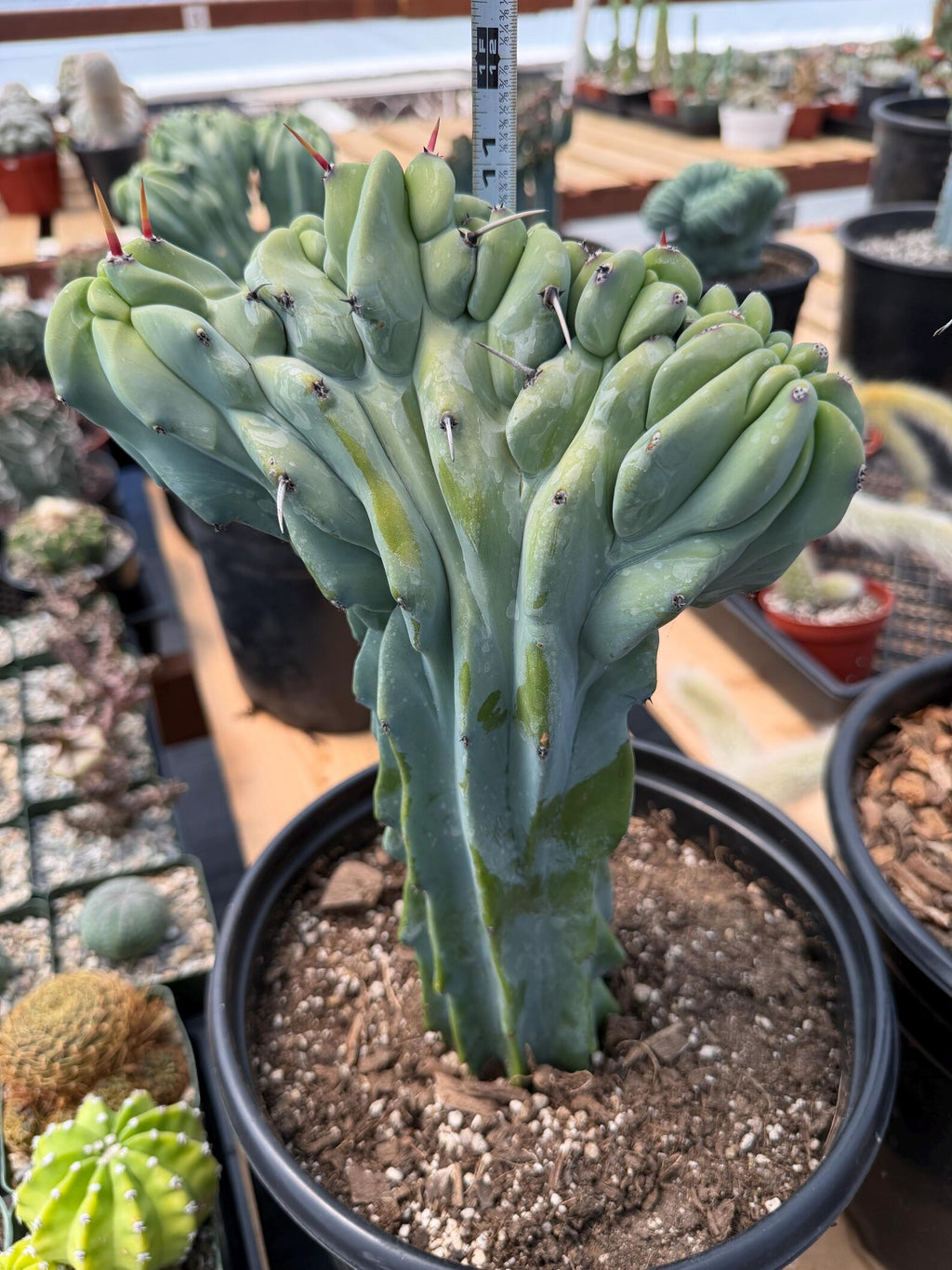 Crested Blue Myrtle Cactus with Arm | Rare Live Cactus #603