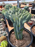 Crested Blue Myrtle Cactus with Arm | Rare Live Cactus #603