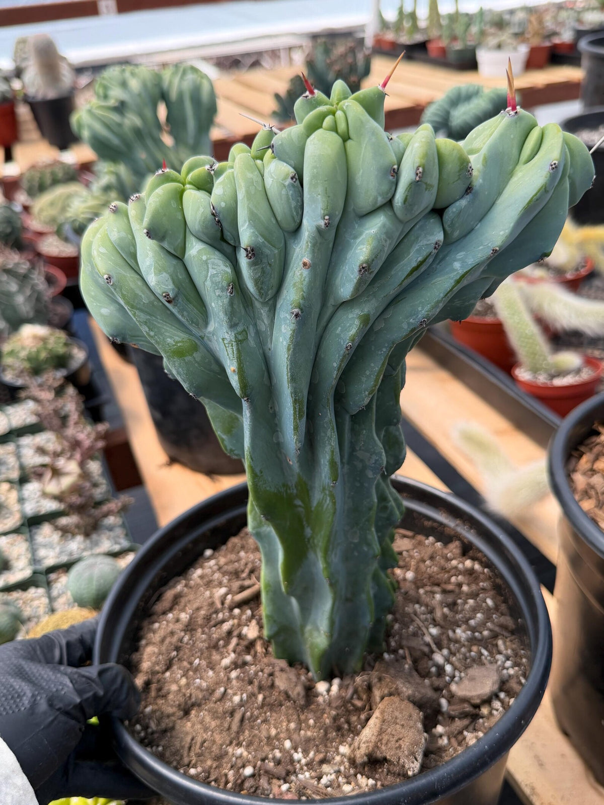 Crested Blue Myrtle Cactus with Arm | Rare Live Cactus #603