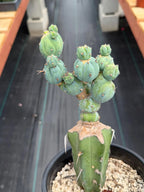Myrtillocactus Geometrizans Stacker Monster Live Cactus #742