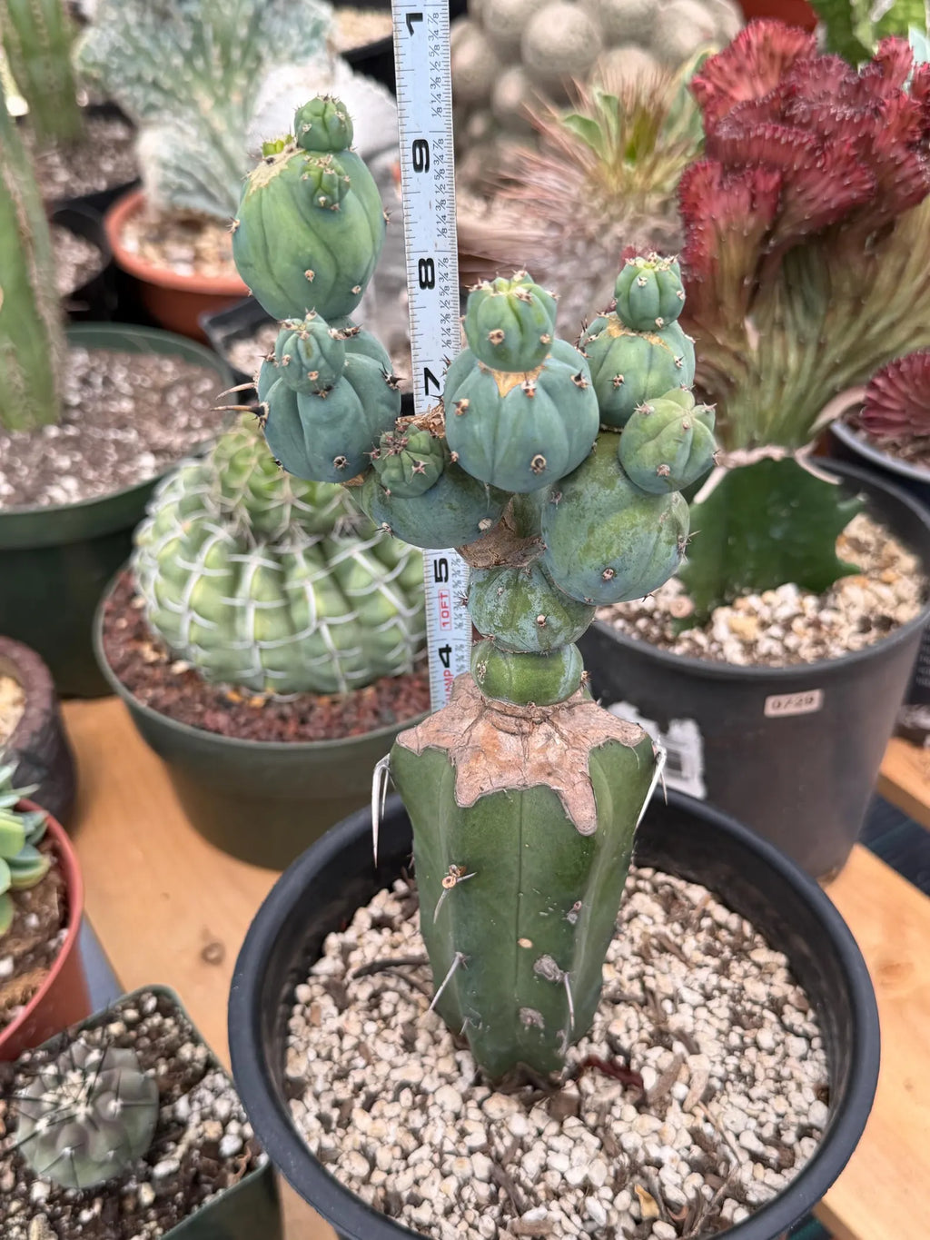 Myrtillocactus Geometrizans Stacker Monster Live Cactus #742