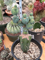 Myrtillocactus Geometrizans Stacker Monster Live Cactus #742