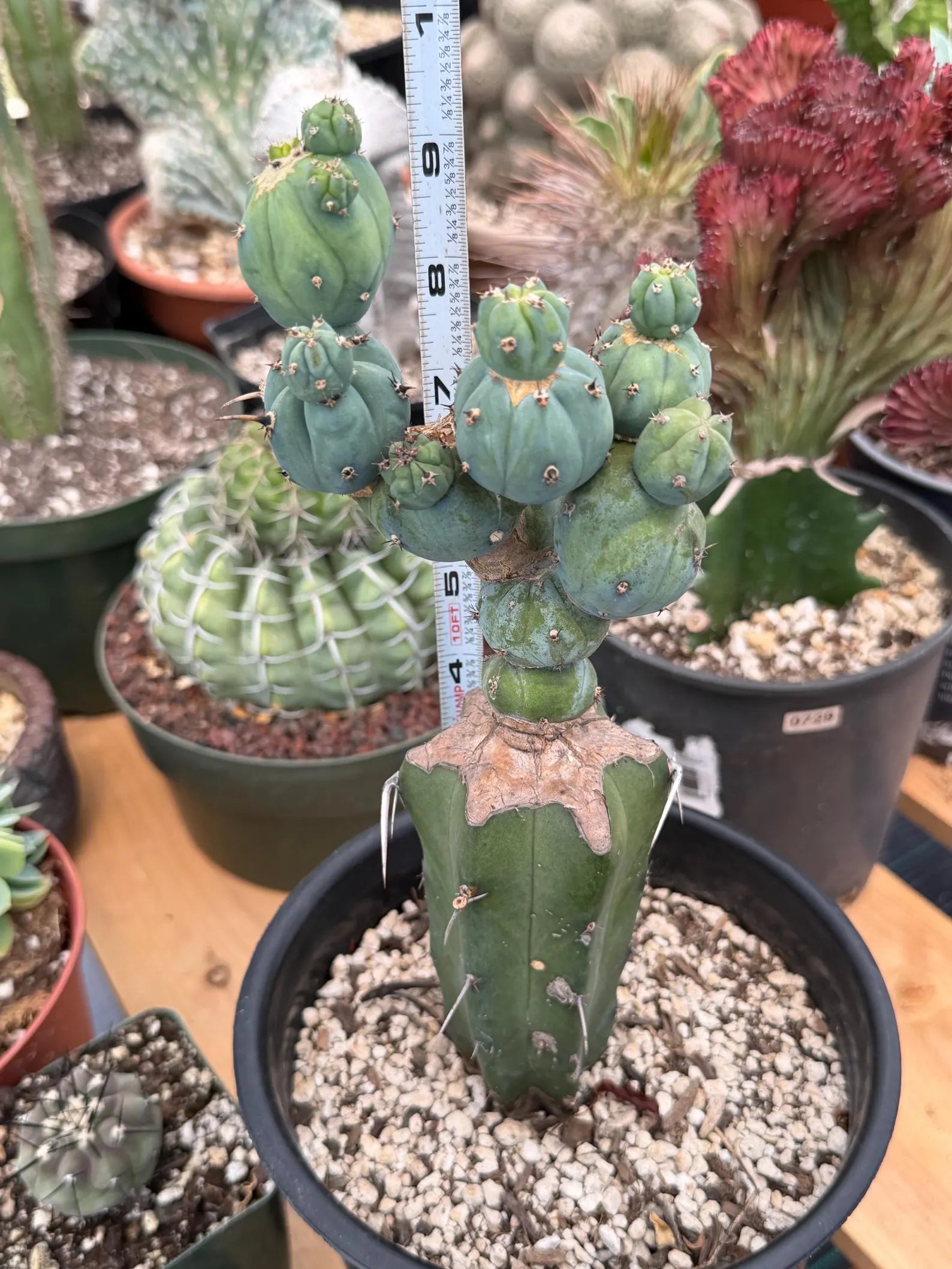 Myrtillocactus Geometrizans Stacker Monster Live Cactus #742
