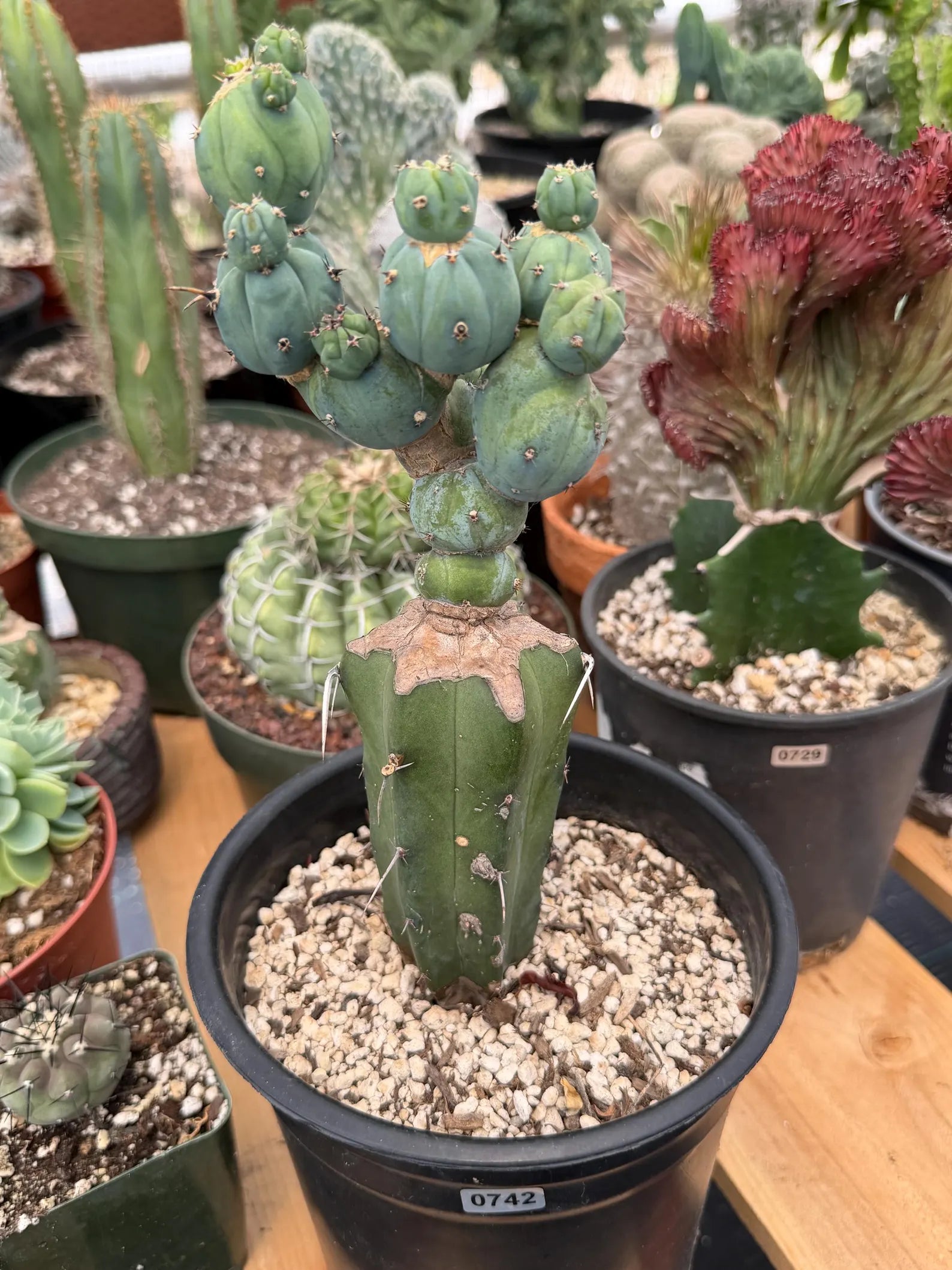 Myrtillocactus Geometrizans Stacker Monster Live Cactus #742