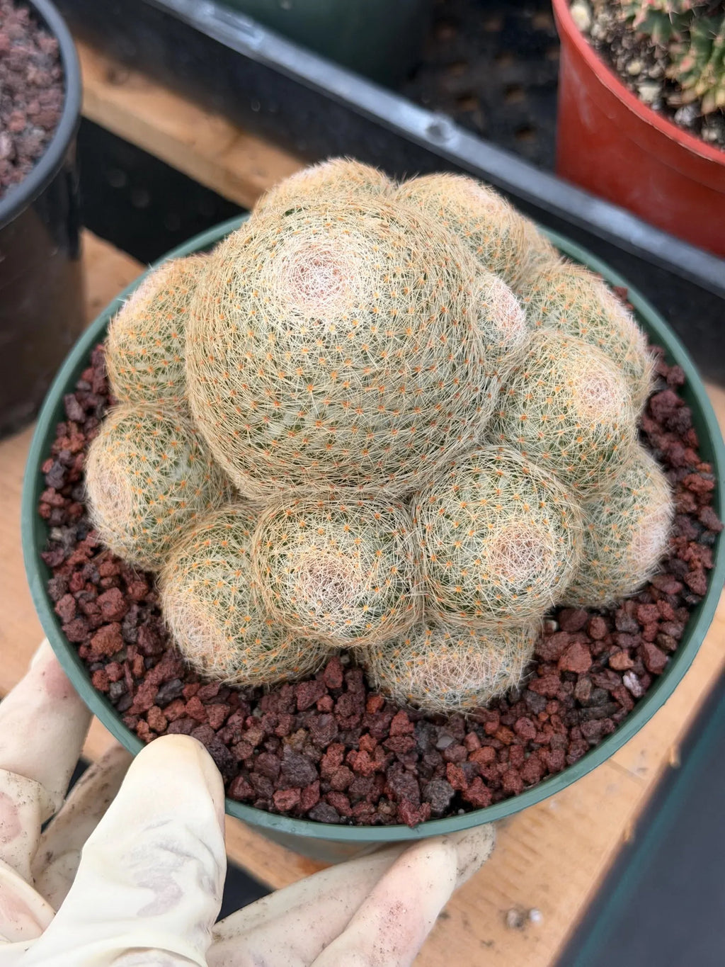 Mammillaria Lenta Golden Spine Cluster Live Cactus #716
