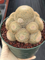 Mammillaria Lenta Golden Spine Cluster Live Cactus #716