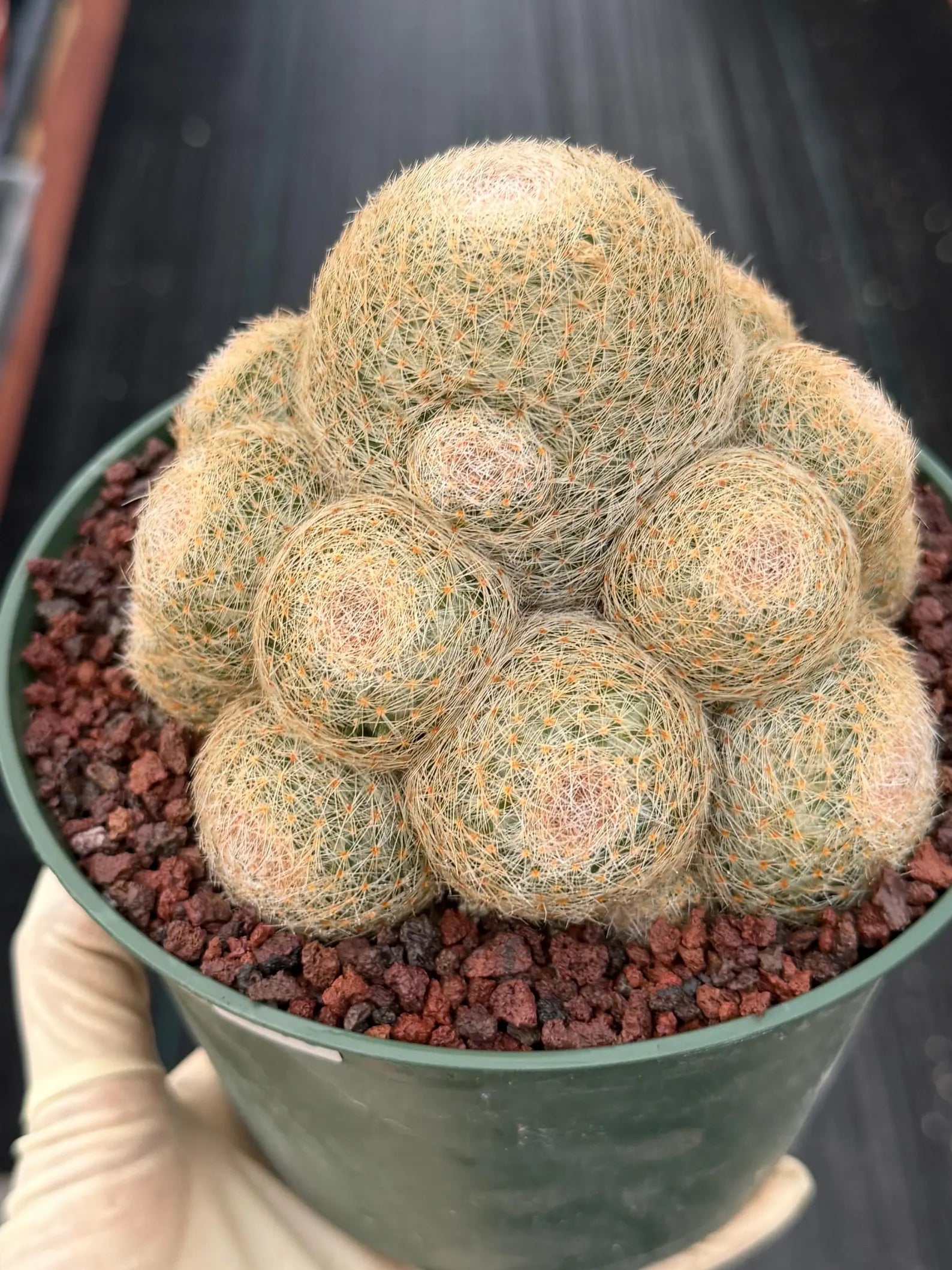 Mammillaria Lenta Golden Spine Cluster Live Cactus #716