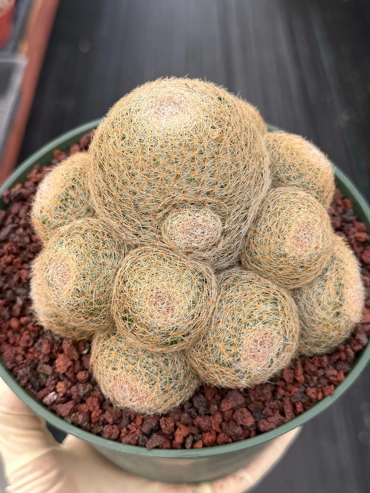 Mammillaria Lenta Golden Spine Cluster Live Cactus #716