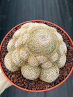 Mammillaria Lenta Golden Spine Cluster Live Cactus #717