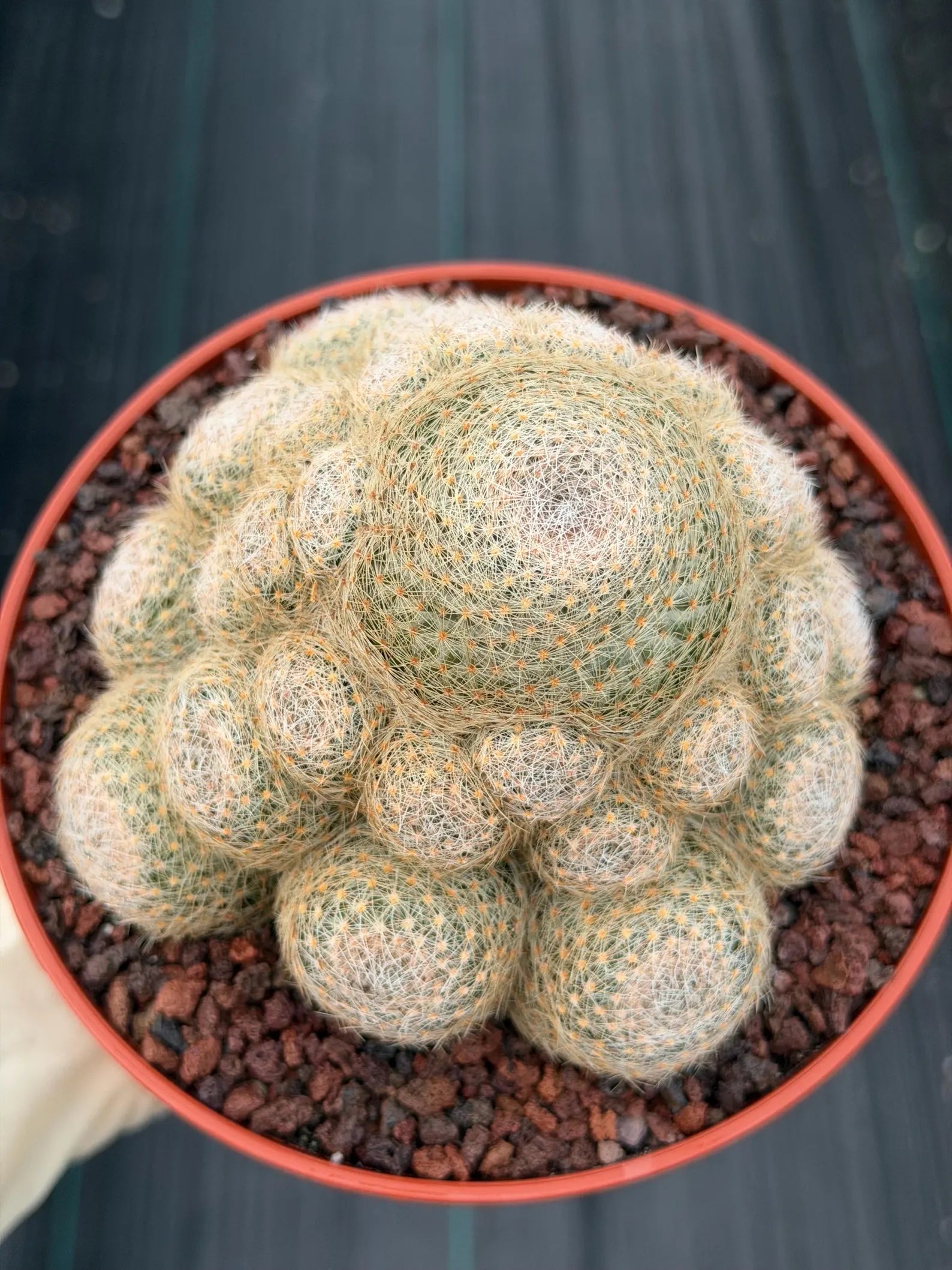 Mammillaria Lenta Golden Spine Cluster Live Cactus #717
