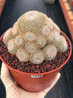 Mammillaria Lenta Golden Spine Cluster Live Cactus #717