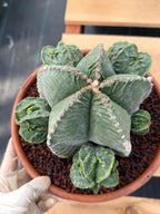 Astrophytum Myriostigma with Pups Seed Grown Cactus
