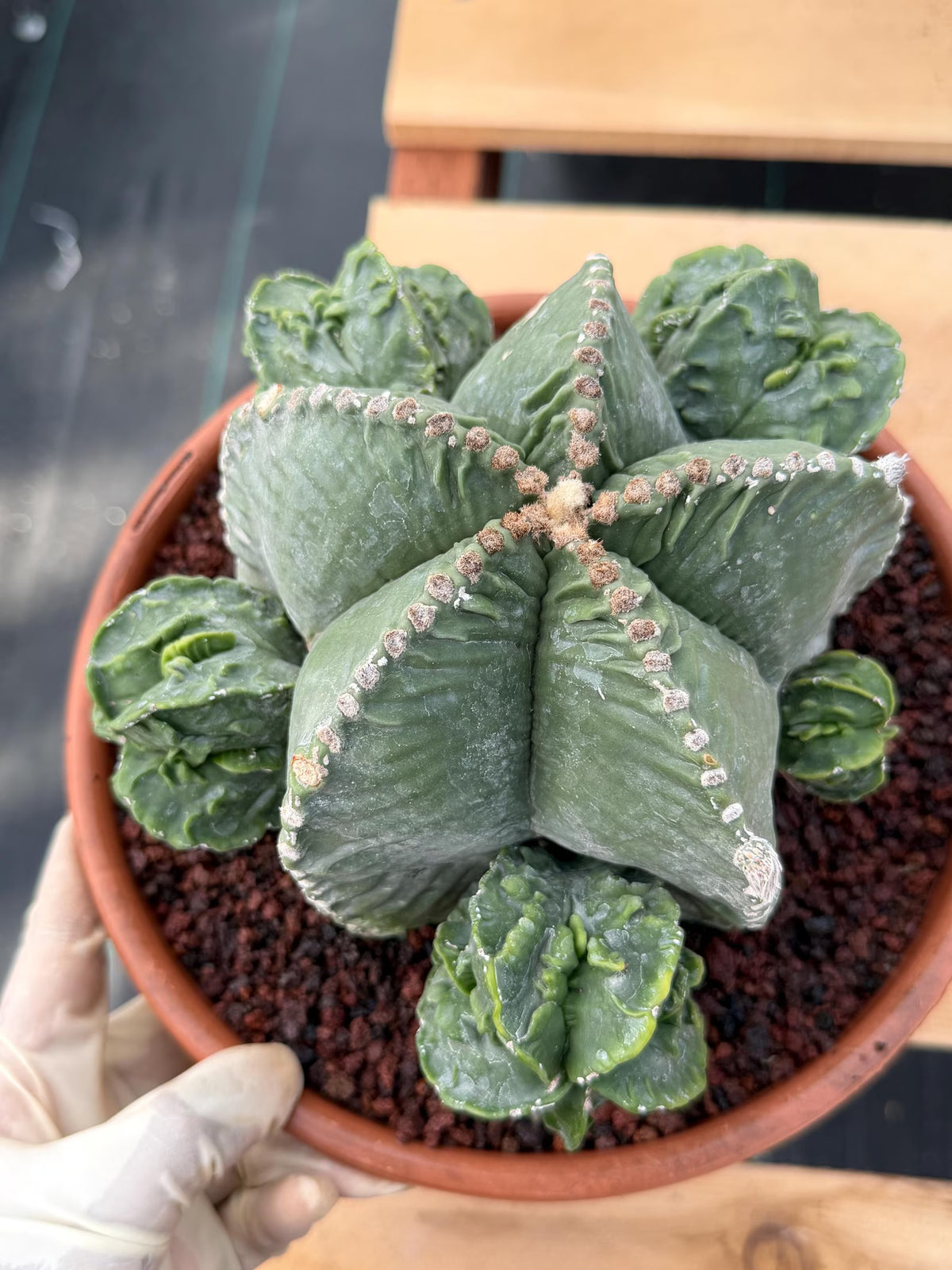 Astrophytum Myriostigma with Pups Seed Grown Cactus