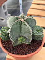 Astrophytum Myriostigma with Pups Seed Grown Cactus