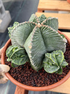 Astrophytum Myriostigma with Pups Seed Grown Cactus