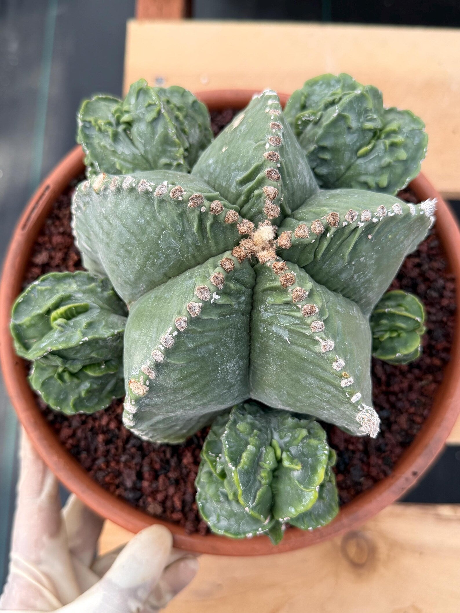 Astrophytum Myriostigma with Pups Seed Grown Cactus