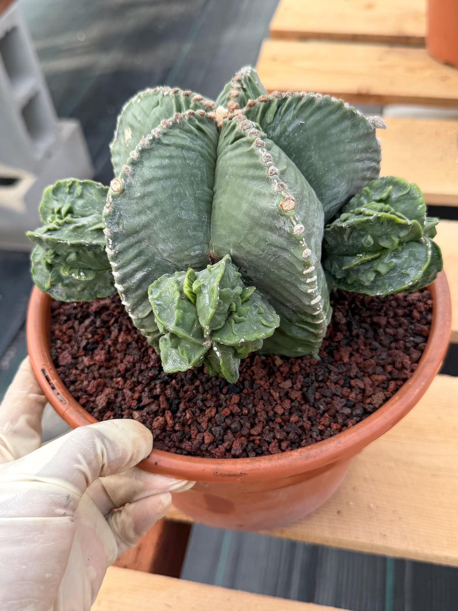 Astrophytum Myriostigma with Pups Seed Grown Cactus
