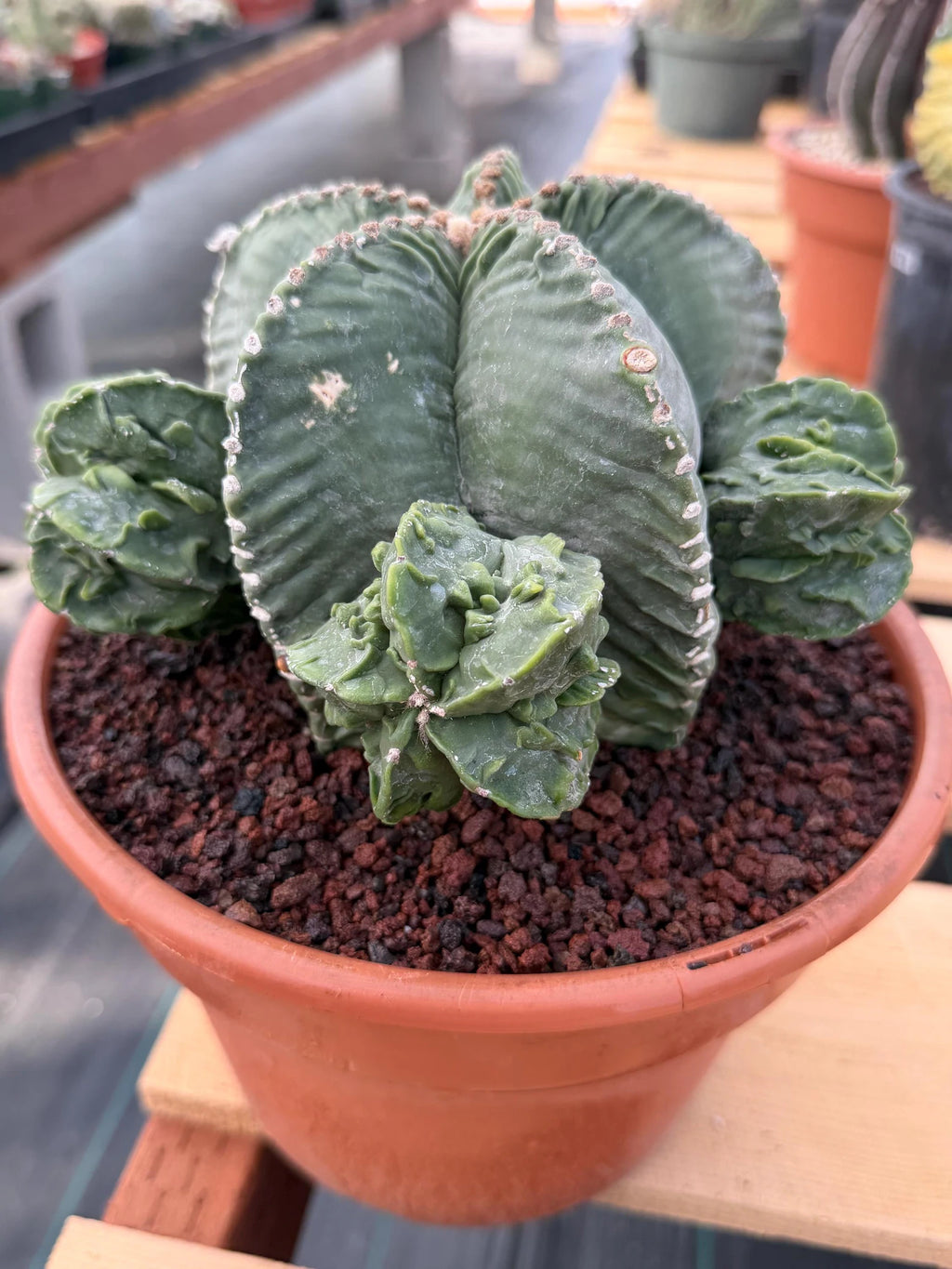Astrophytum Myriostigma with Pups Seed Grown Cactus