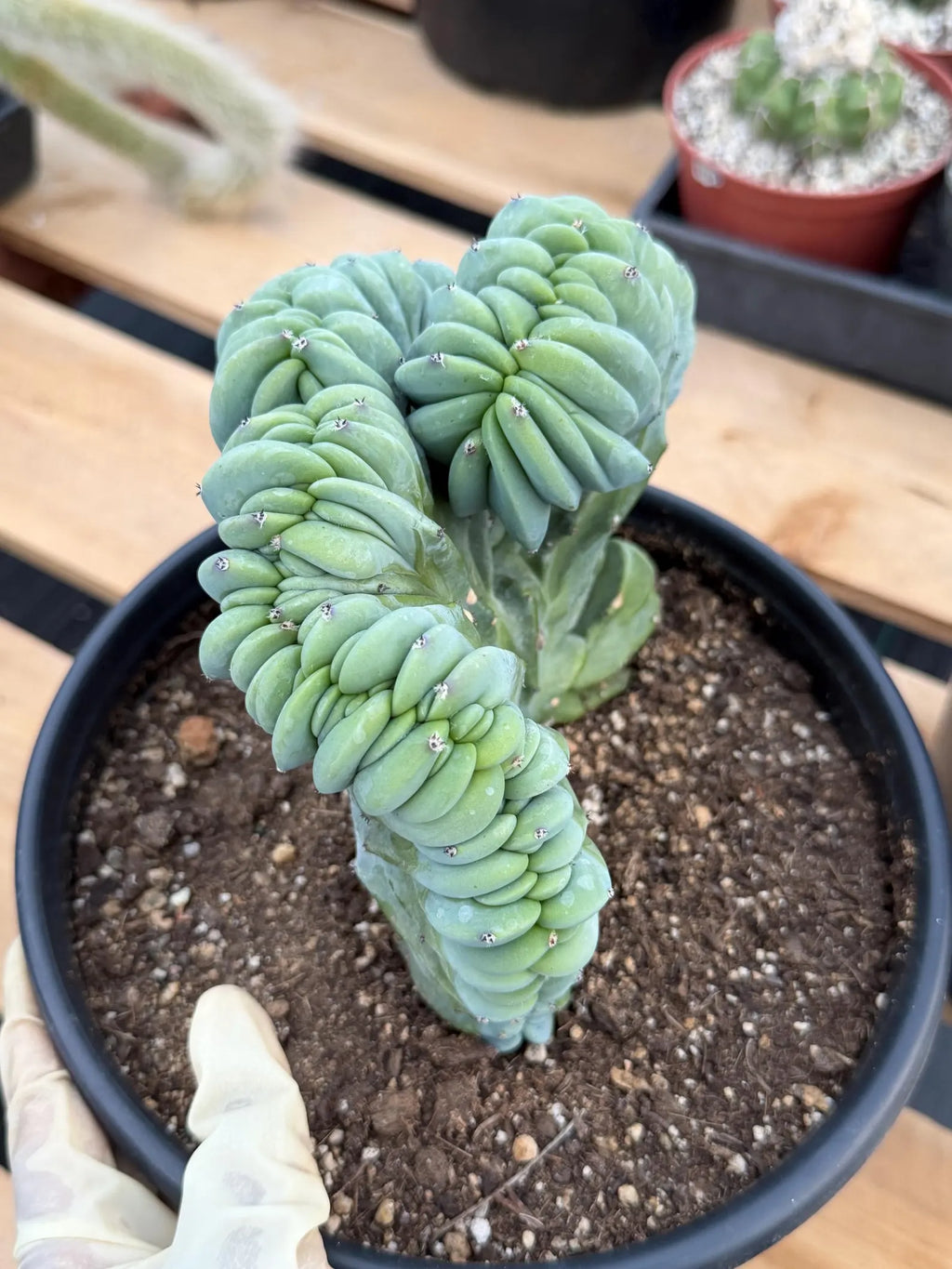 Crested Blue Myrtle Cactus | Rare Easy Care Live Plant #503
