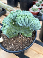 Crested Blue Myrtle Cactus | Rare Easy Care Live Plant #503
