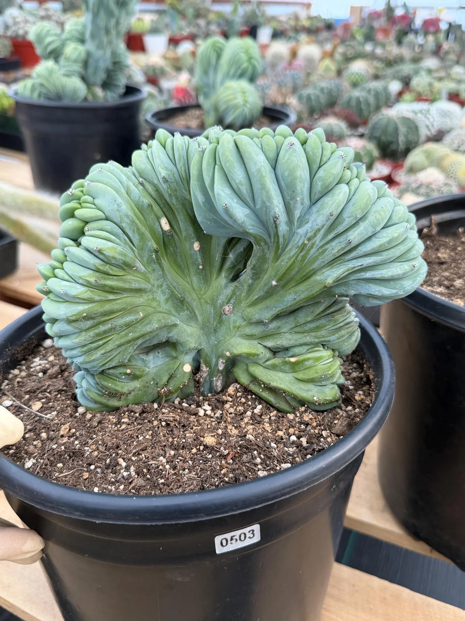 Crested Blue Myrtle Cactus | Rare Easy Care Live Plant #503
