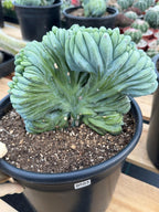 Crested Blue Myrtle Cactus | Rare Easy Care Live Plant #503