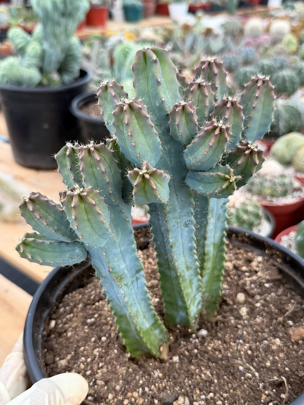 Blue Myrtle Cactus | Rare Easy Care Live Cactus