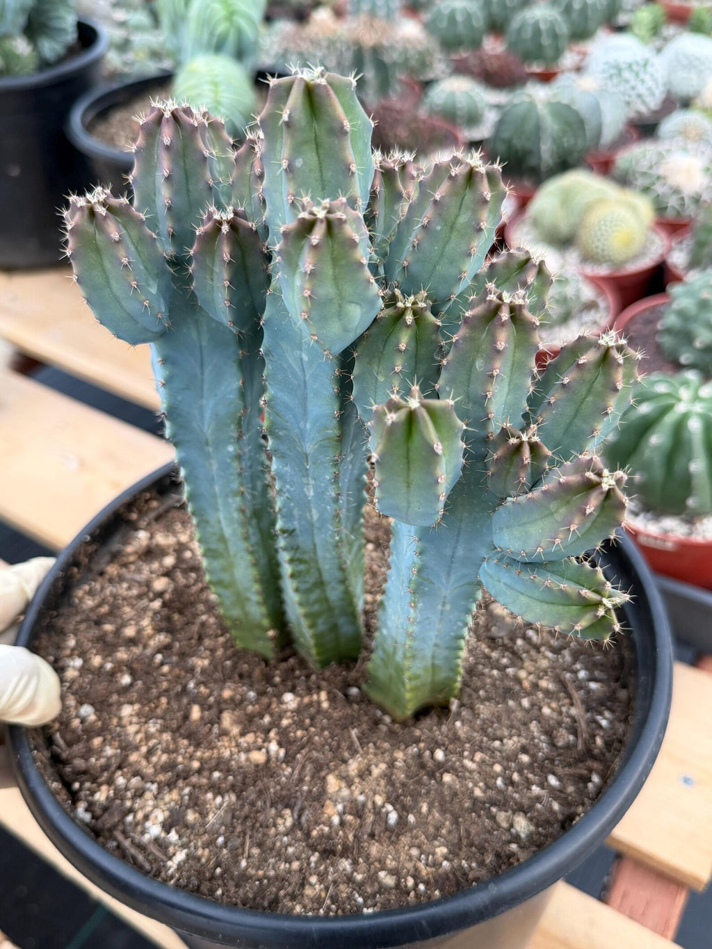 Blue Myrtle Cactus | Rare Easy Care Live Cactus