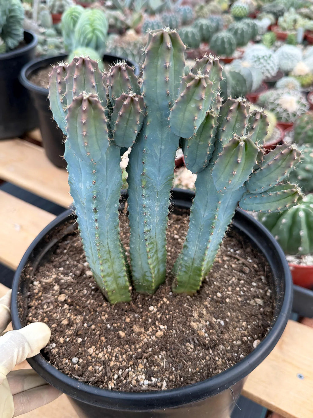Blue Myrtle Cactus | Rare Easy Care Live Cactus
