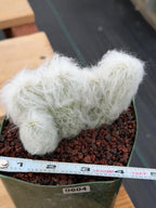 Crested Old Man Cactus | Hairy Rare Collector Plant #604