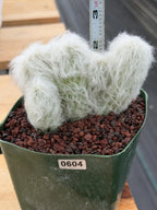 Crested Old Man Cactus | Hairy Rare Collector Plant #604