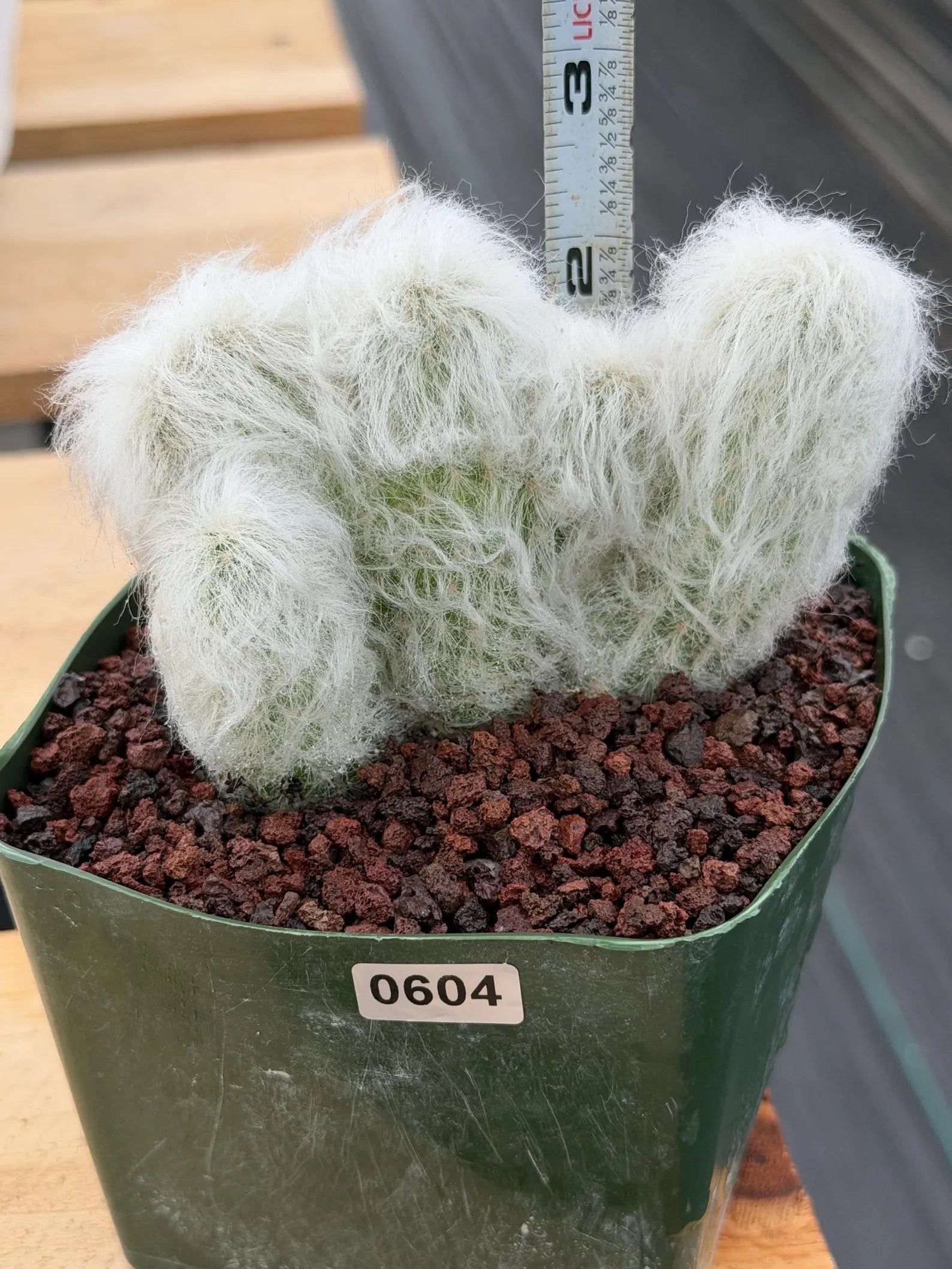 Crested Old Man Cactus | Hairy Rare Collector Plant #604