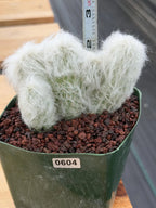 Crested Old Man Cactus | Hairy Rare Collector Plant #604