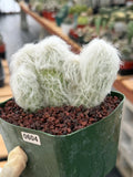 Crested Old Man Cactus | Hairy Rare Collector Plant #604