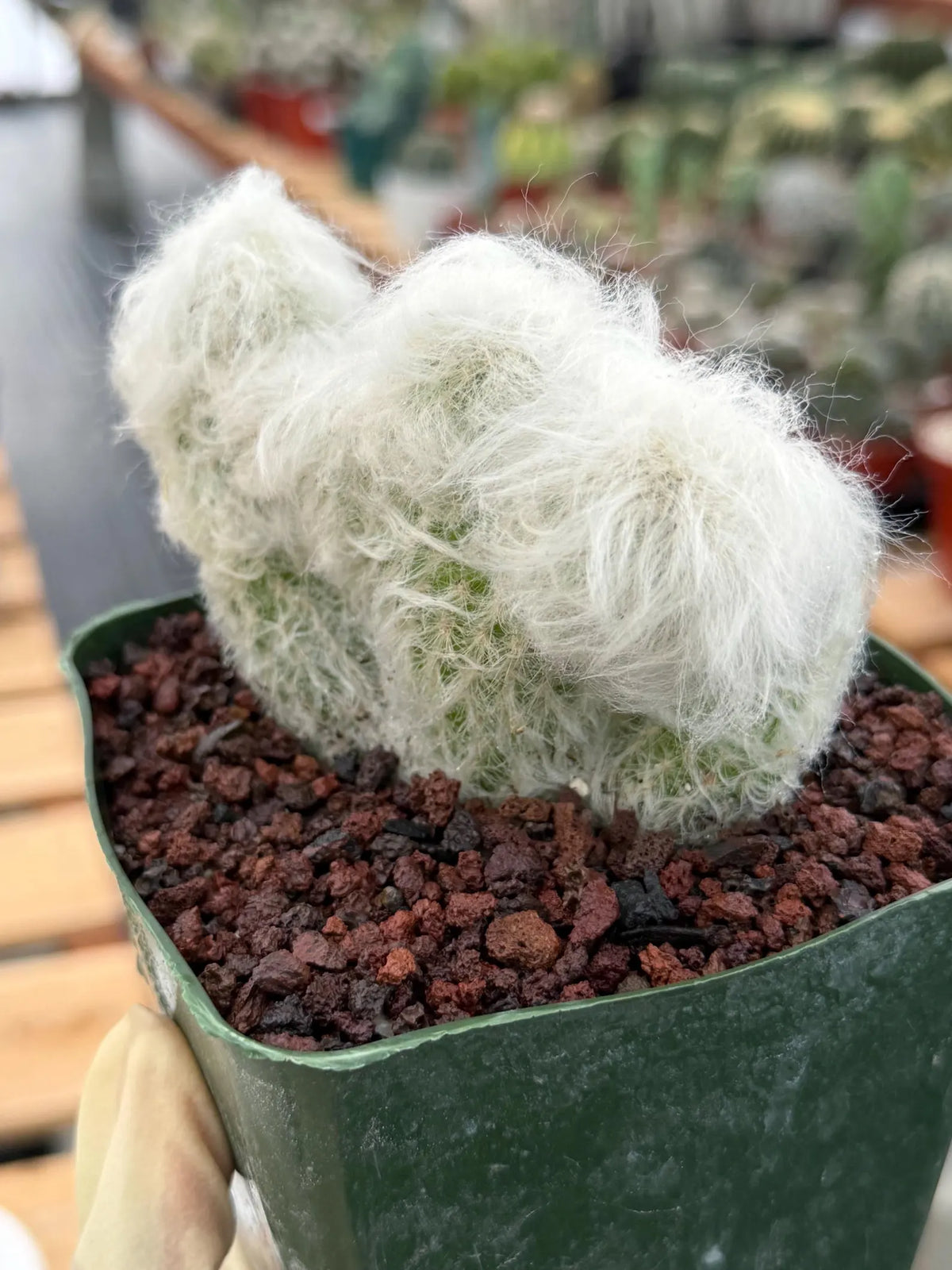 Crested Old Man Cactus | Hairy Rare Collector Plant #604