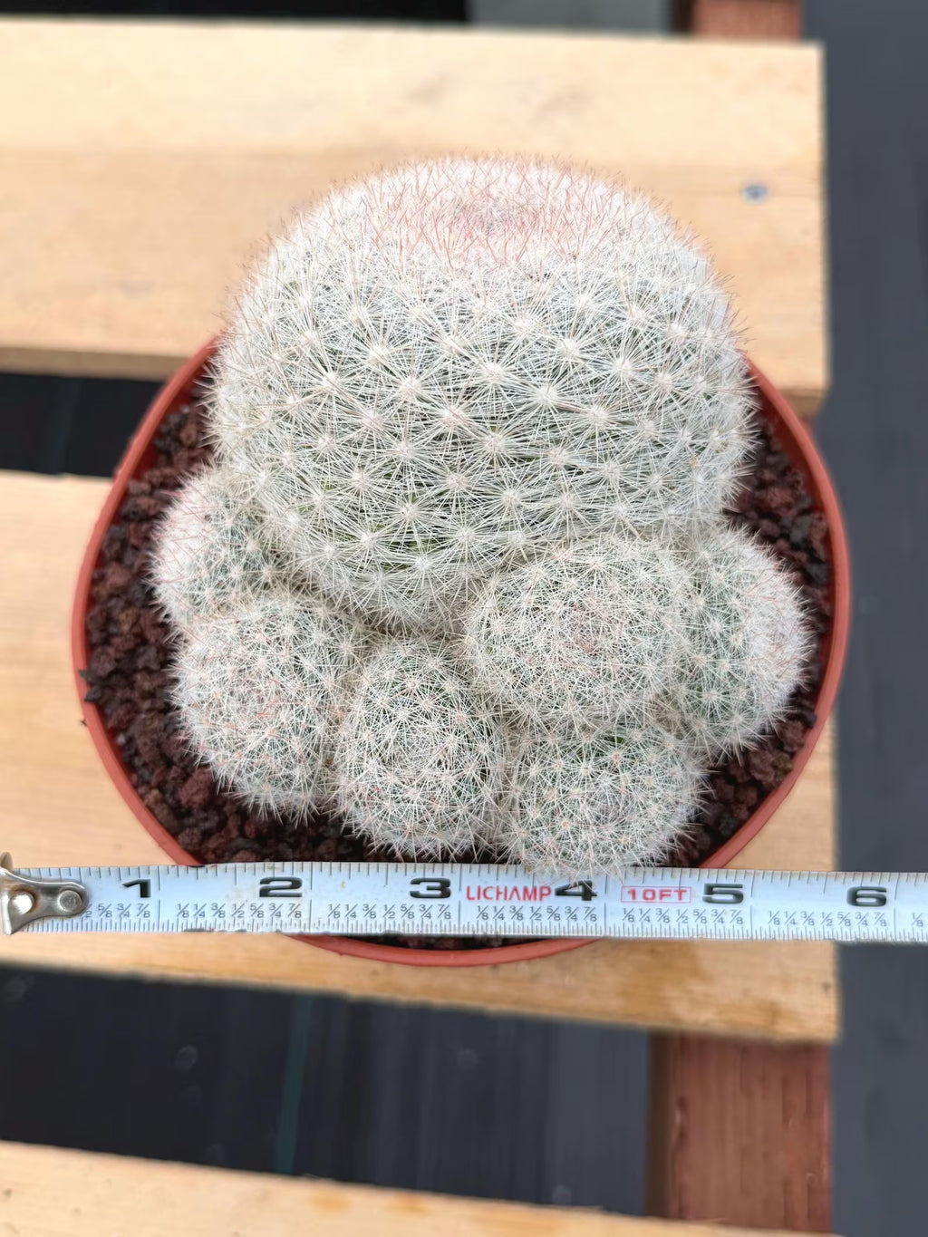 Mammillaria Candida with Pups | Rare Live Cactus #565