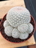 Mammillaria Candida with Pups | Rare Live Cactus #565