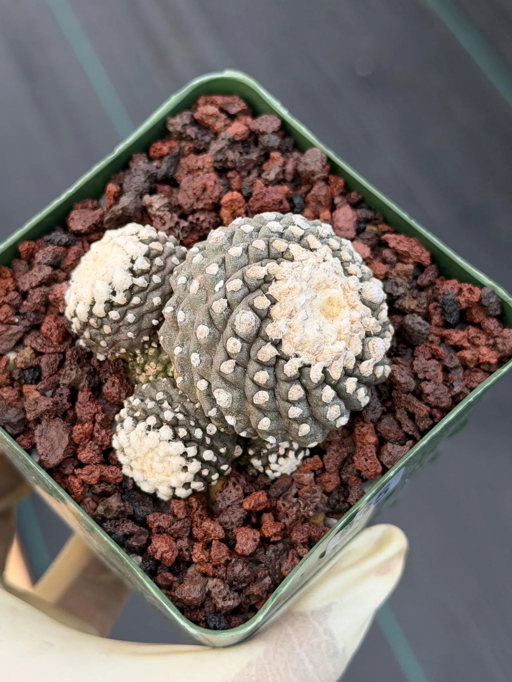 Copiapoa Tenuissima f. Monstrose | Rare Seed Grown Cactus #935